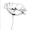 white_poppy